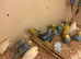 Mixed Budgies