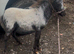 Miniature spot colt foal