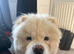 Barnaby the chow chow