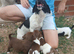 Minature jack russell puppies ready now