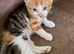 Mixed breed kitten