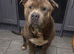 Bullmastiff x staffy