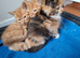 Kittens