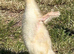 PURE BREED APRICOT INDIAN RUNNER DUCKLINGS, DUCKS AND DRAKES
