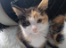 Kitten calico