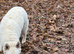 White Swiss shepherd for STUD only