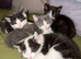 4 loving beautiful kittens ready 15th