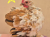 Pekin bantem cockeril.