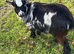 Female Pygmy goat