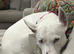 Beautiful dog