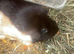 Lovely guinea pigs
