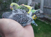 Hand reared super tame budgies
