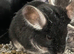2 chinchillas for sale