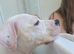 Beautiful American bulldog for rehome