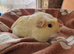 Coronet baby girl guinea pigs