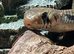 UNICOLOUR CRIBO