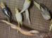 Aviary Cockateil