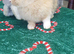 Brody the rabbit