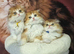 Beautiful Scottish Fold longhair kittens