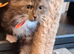 Maine Coon kittens in Manchester