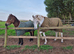 Dartmoor Dun Filly 2.5yrs old.