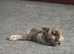 Male lion head, to go with indoor cage and outdoor run/pen.