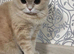 Scottish fold boy