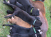 Saluki cross whippet pups