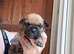 Dogue de Bordeaux x Cane corso puppies last three left
