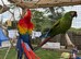 Proven pair bonded macaws