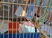 Goulding finch female
