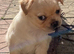 6 adorable babies, loving homes only!
