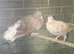 Fantail