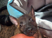 Bright person focused puppy
