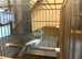 Female canary