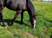 IRISH SPORTS HORSE