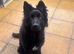 Solid Black Long Hair German Shepherd
