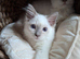 GCCF Lilac Ragdoll boy kittens