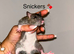 Beautiful mixed gender baby rats