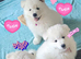 SAMUED PUPPIES