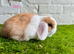 Stunning litter of Mini Lops