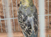 Four budgies looking for a forever home