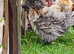 Frizzle x Silkie bantam pullets
