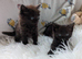 Persian cross Fluffy Dark Brown female kittens. Ready to leave
