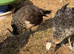 Peafowl for sale