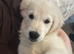 15 week old golden retriever for sale