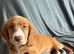 Stunning Extensive health tested cocker spaniel puppies