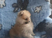 Pomeranian puppies