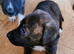 Staffie x kc German shepard