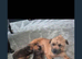 Border terrier pups